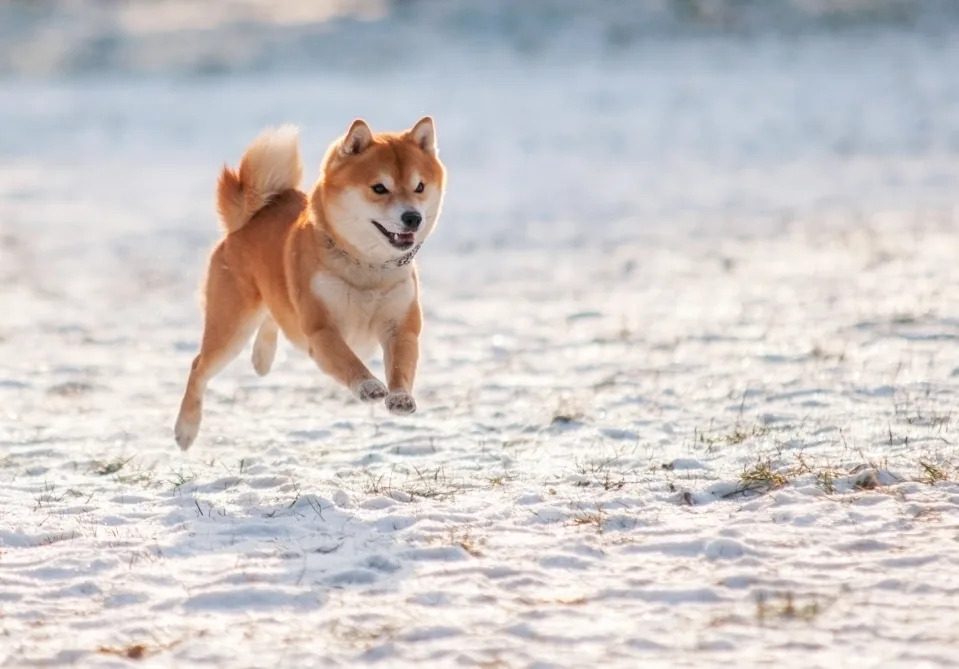 Can Dogecoin Reach $1? Yes, But Only If This Happens