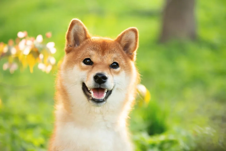 Will Dogecoin Reach $1 By the End of the Year?