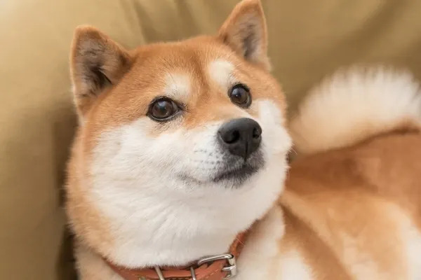 Why Dogecoin Is Plummeting This Week